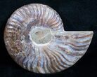 Beautiful Split Ammonite (Half) #5652-1